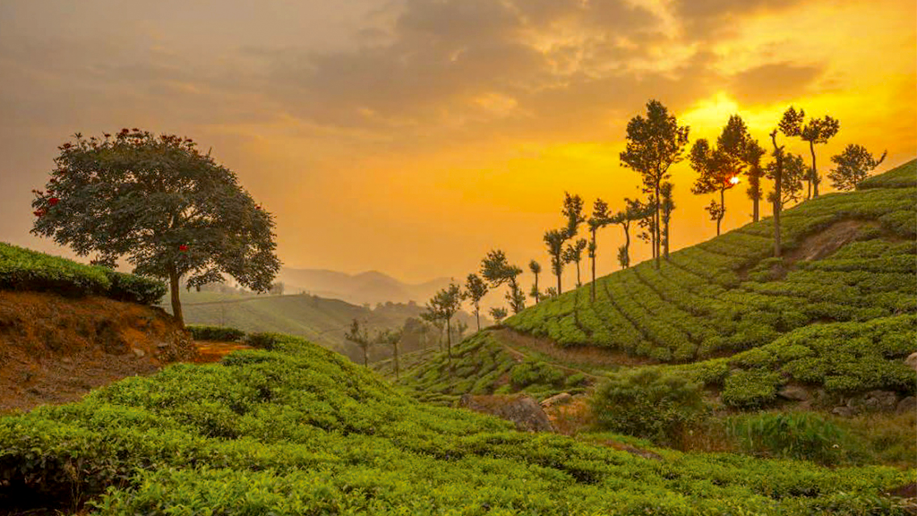 munnar-img