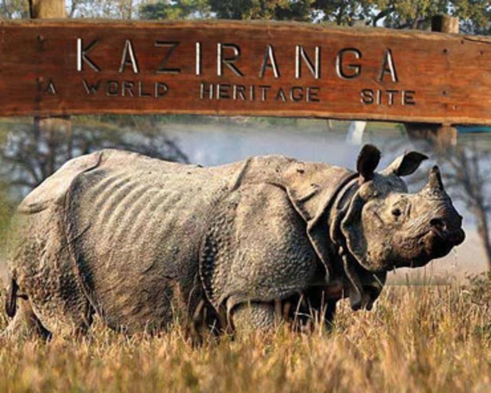 kaziranga-img