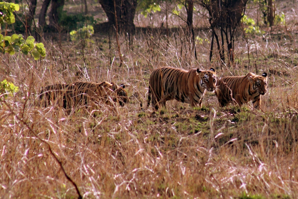 pench-img