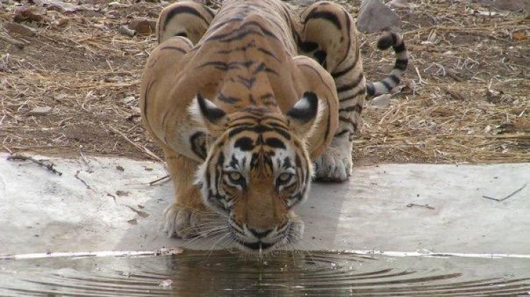 ranthambore-img