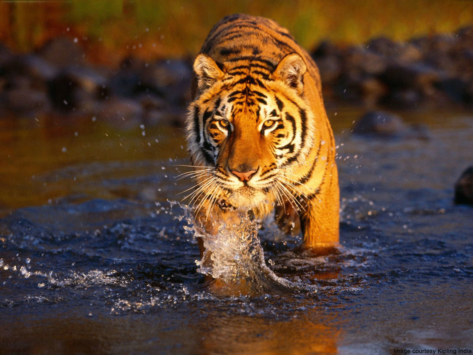 jim-corbett-img