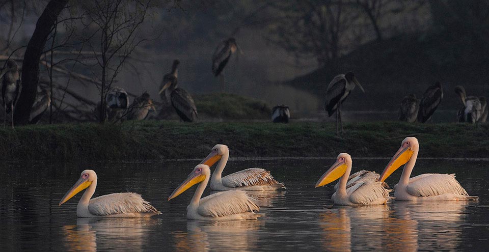 bharatpur-rajasthan-gateway-img