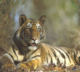 bandhavgarh-img