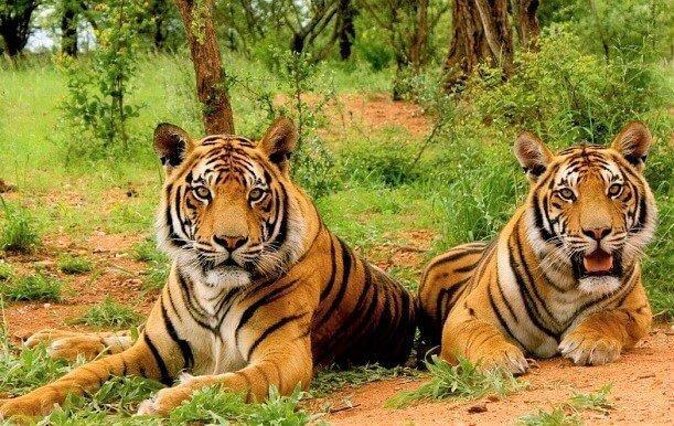 sariska-img