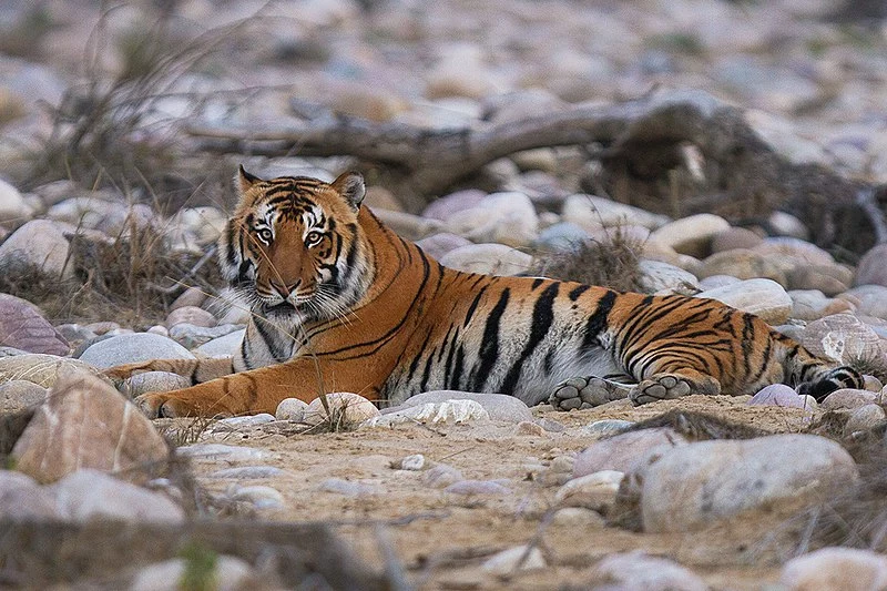 jim-corbett-img
