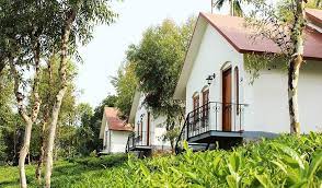 Tea Terrace Vythiri-img