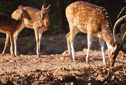 short-escape-to-bandhavgarh