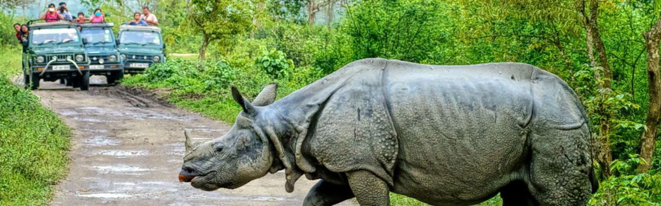 Short Escape to Kaziranga-img