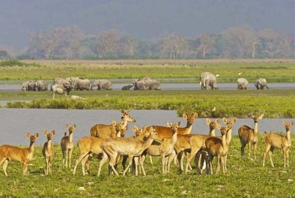 short-escape-to-kaziranga