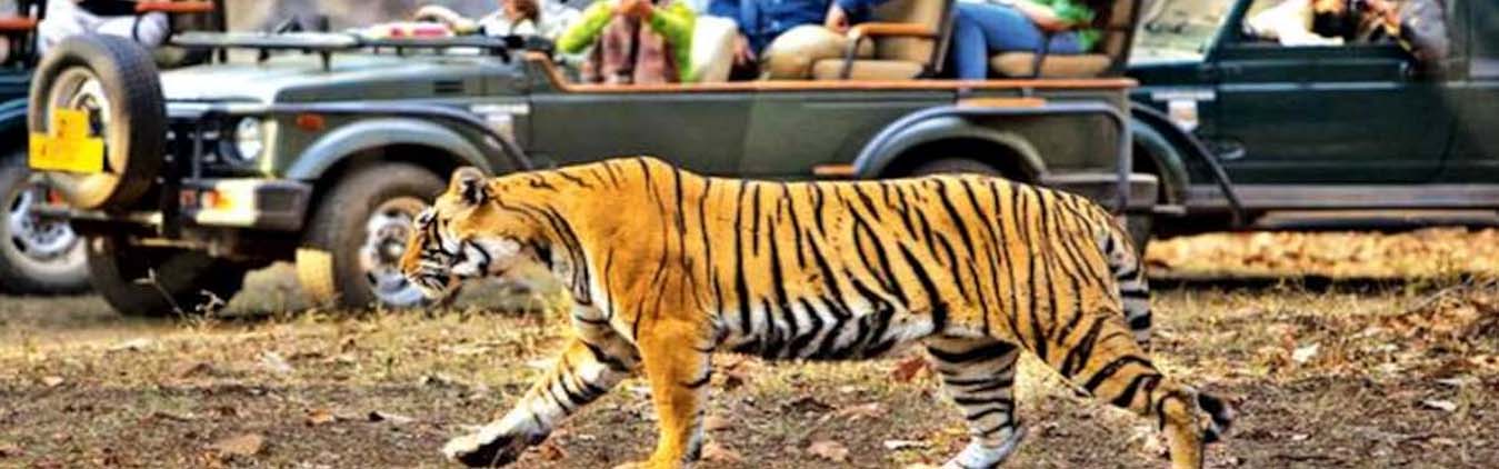 Ranthambore and Corbett Tour-img
