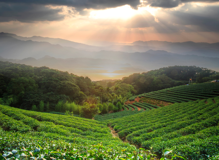 temi-tea-estate-img