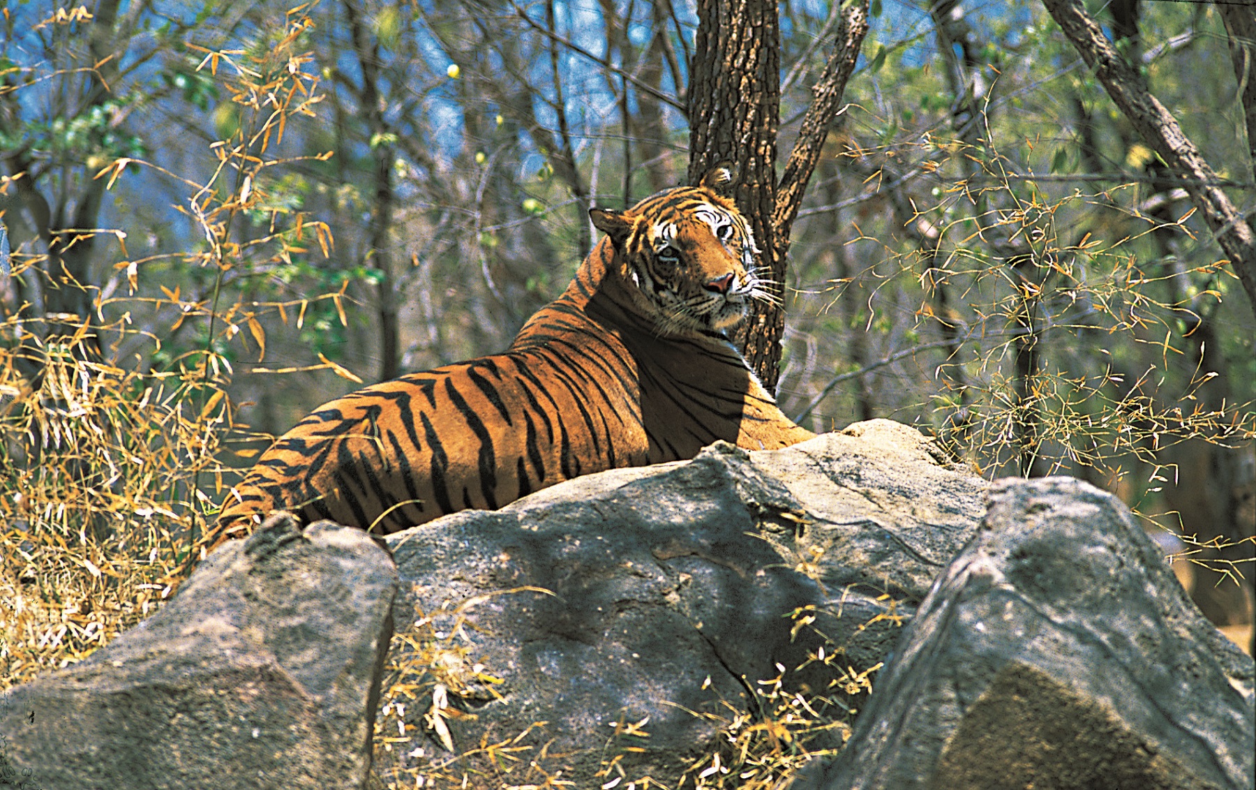 pakhui-wildlife-sanctuary-img