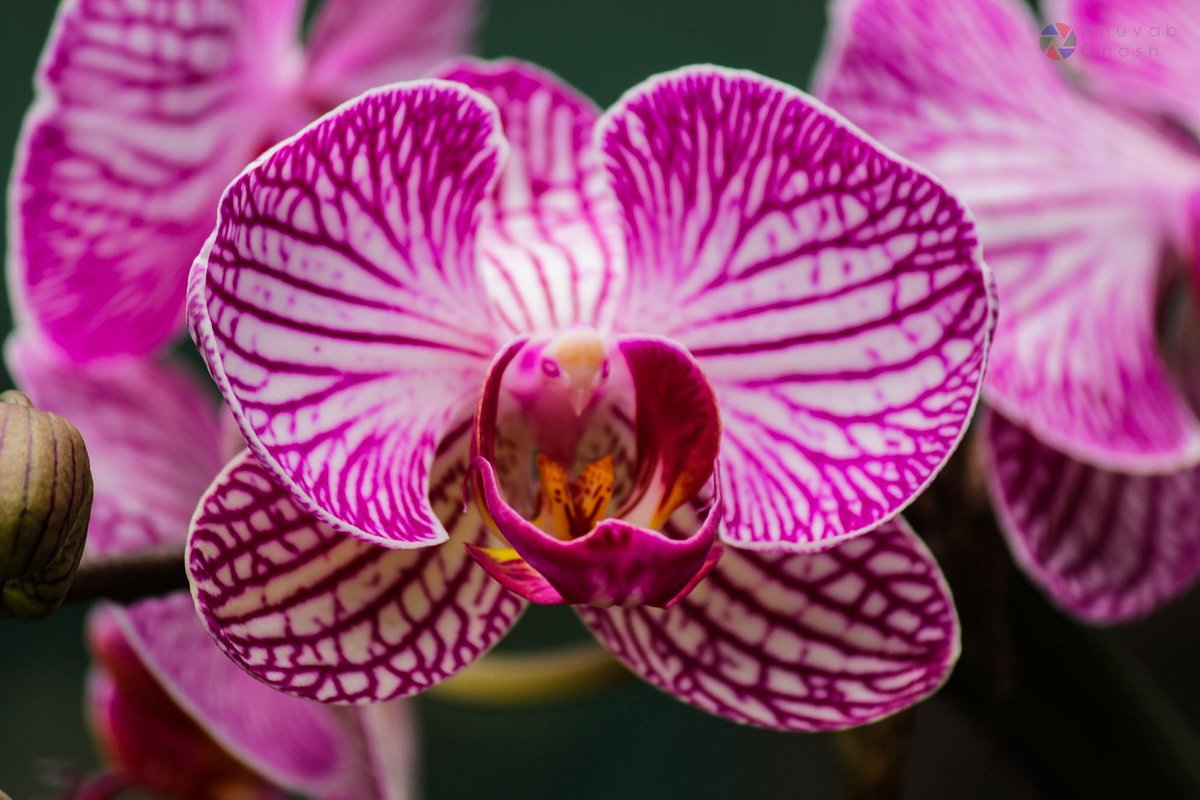 sessa-orchid-sanctuary-img
