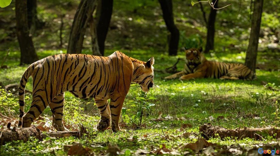 sariska-wildlife-sanctuary-img