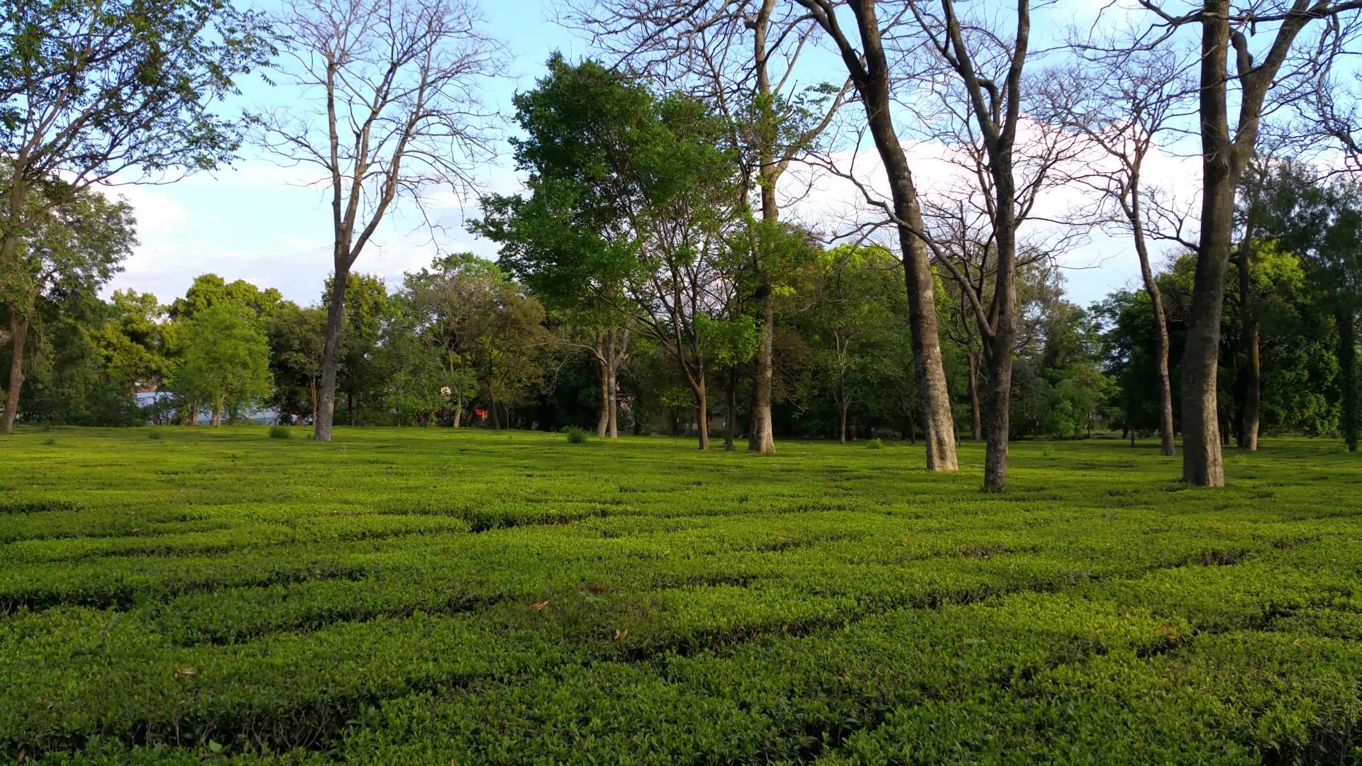 tea-garden-img