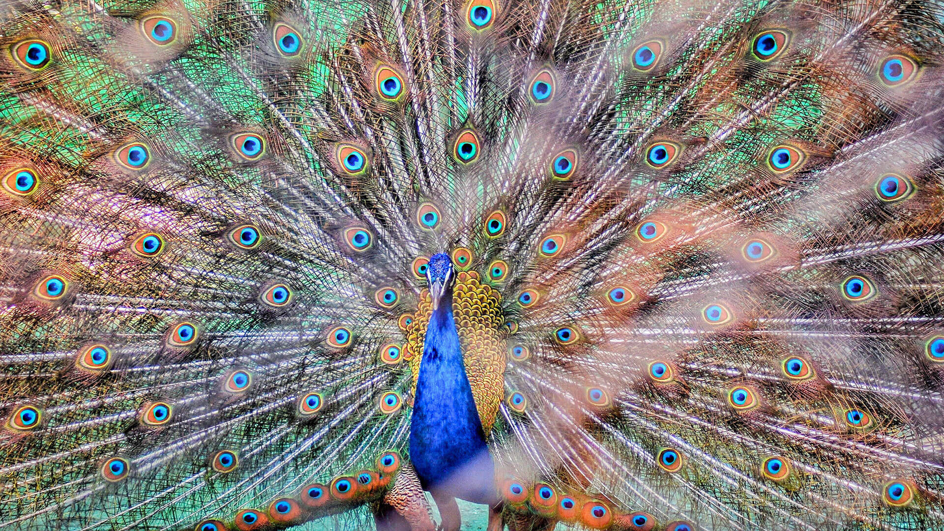 gopalpur-zoo-img