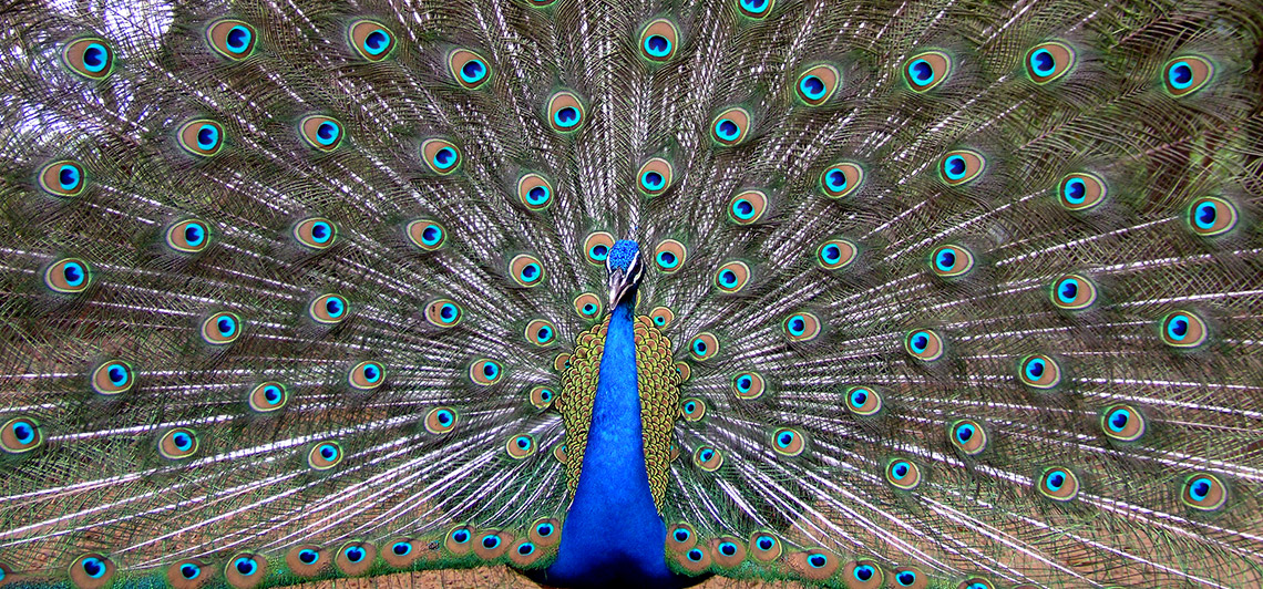 nandankanan-zoological-park-img