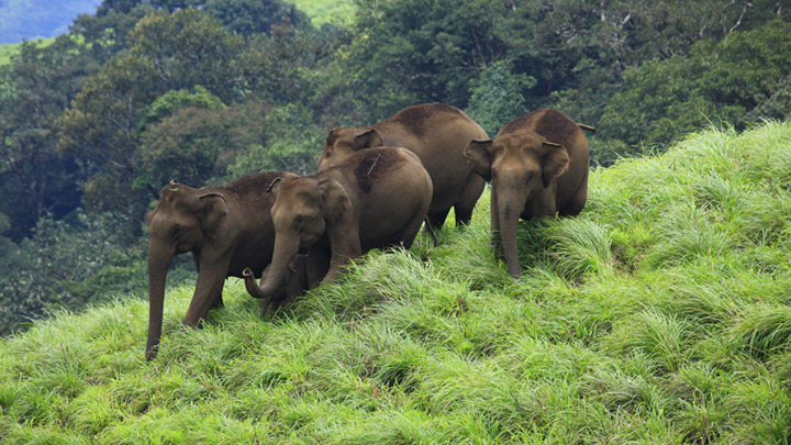 idukki-wildlife-sanctuary-img