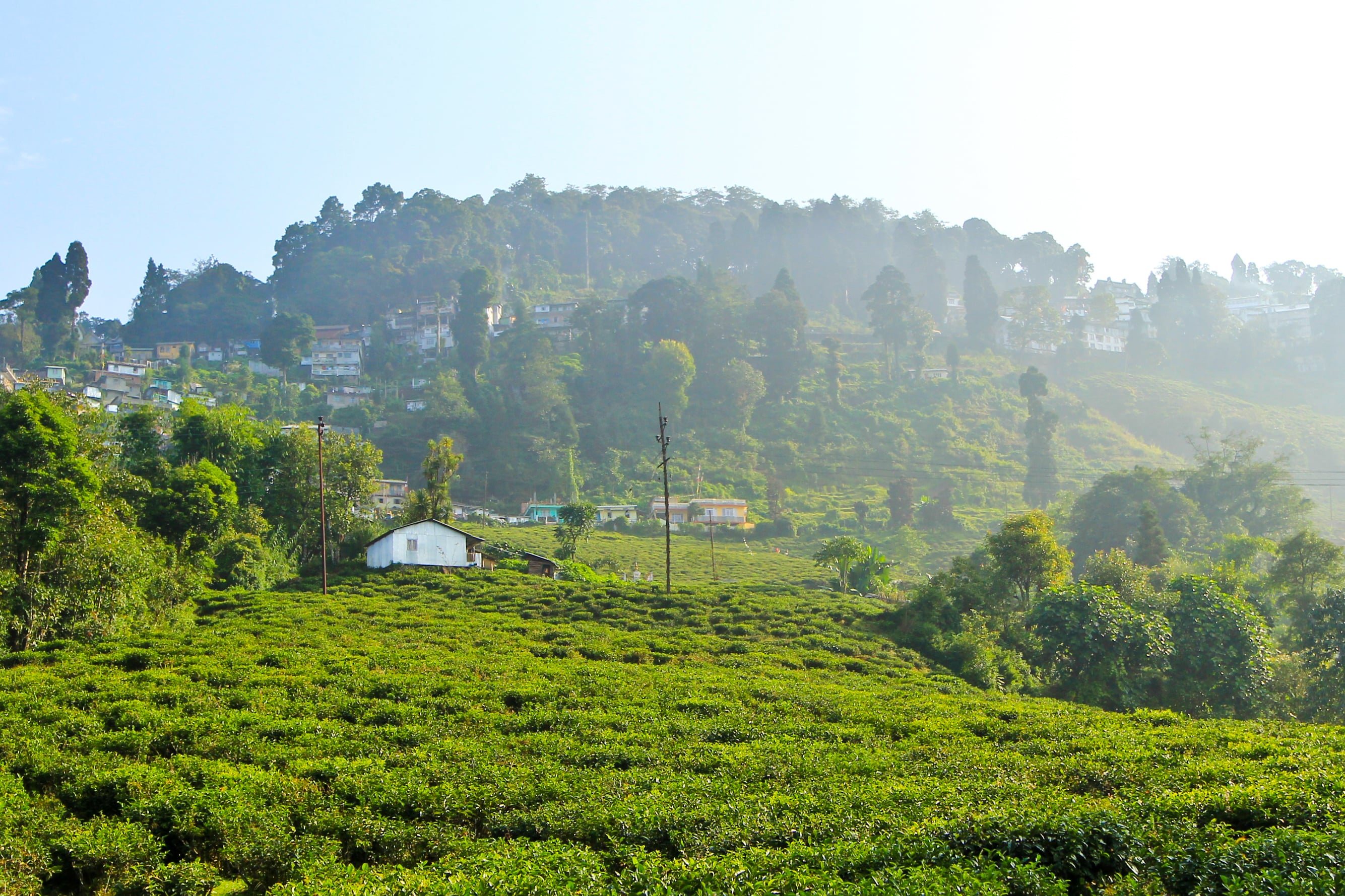 happy-valley-tea-estate-img