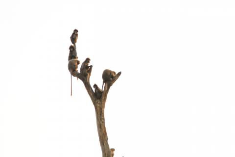 sepahijala-wildlife-sanctuary-clouded-leopard-national-park-img