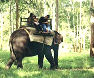 buxa-tiger-reserve-img