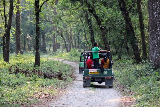 gorumara-national-park-img