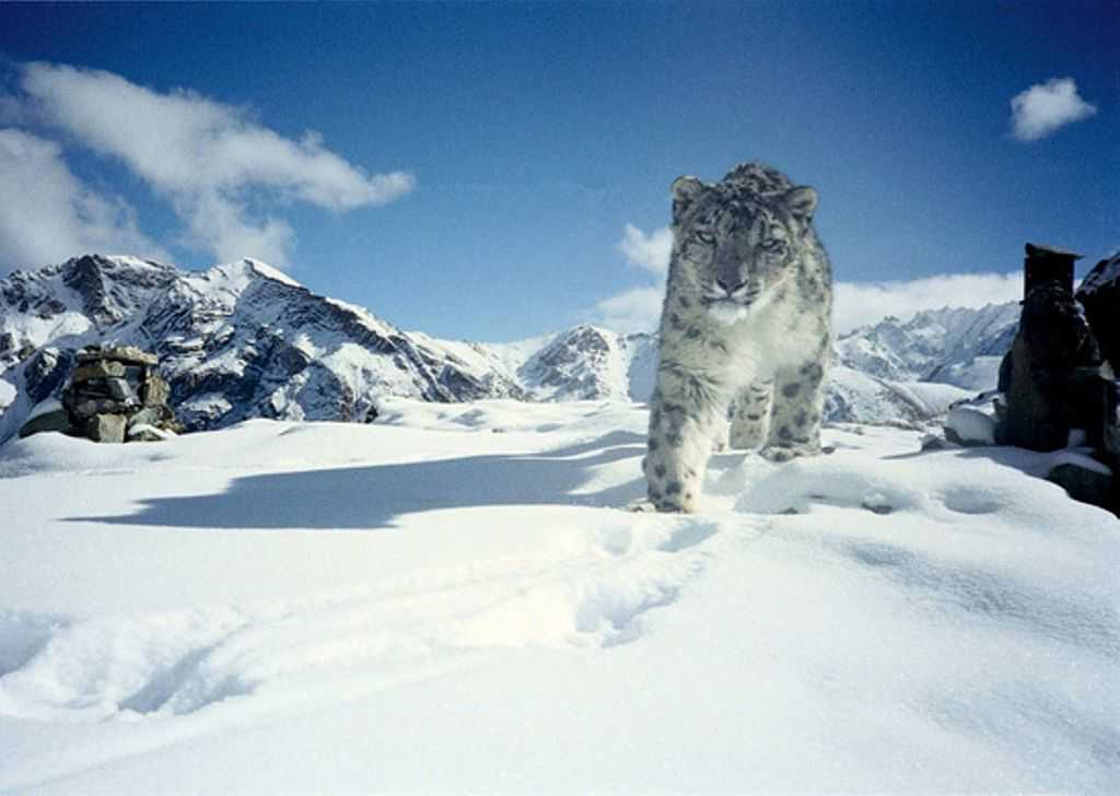 hemis-national-park-img