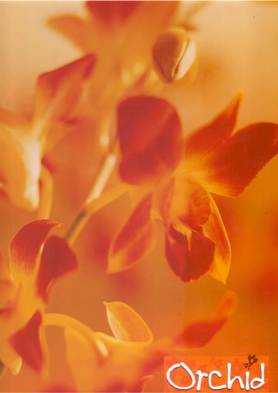 orchid-011