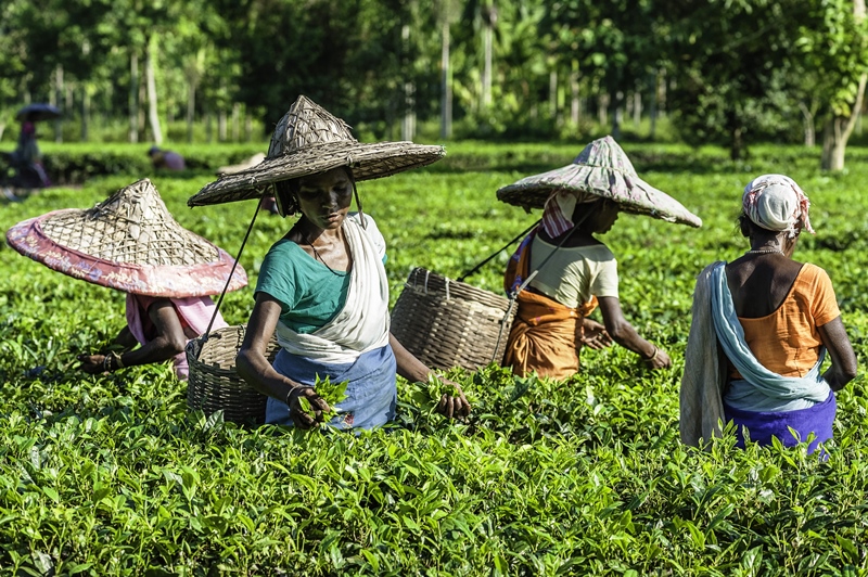 assam-img