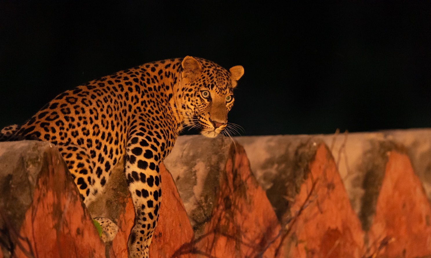 wildlife